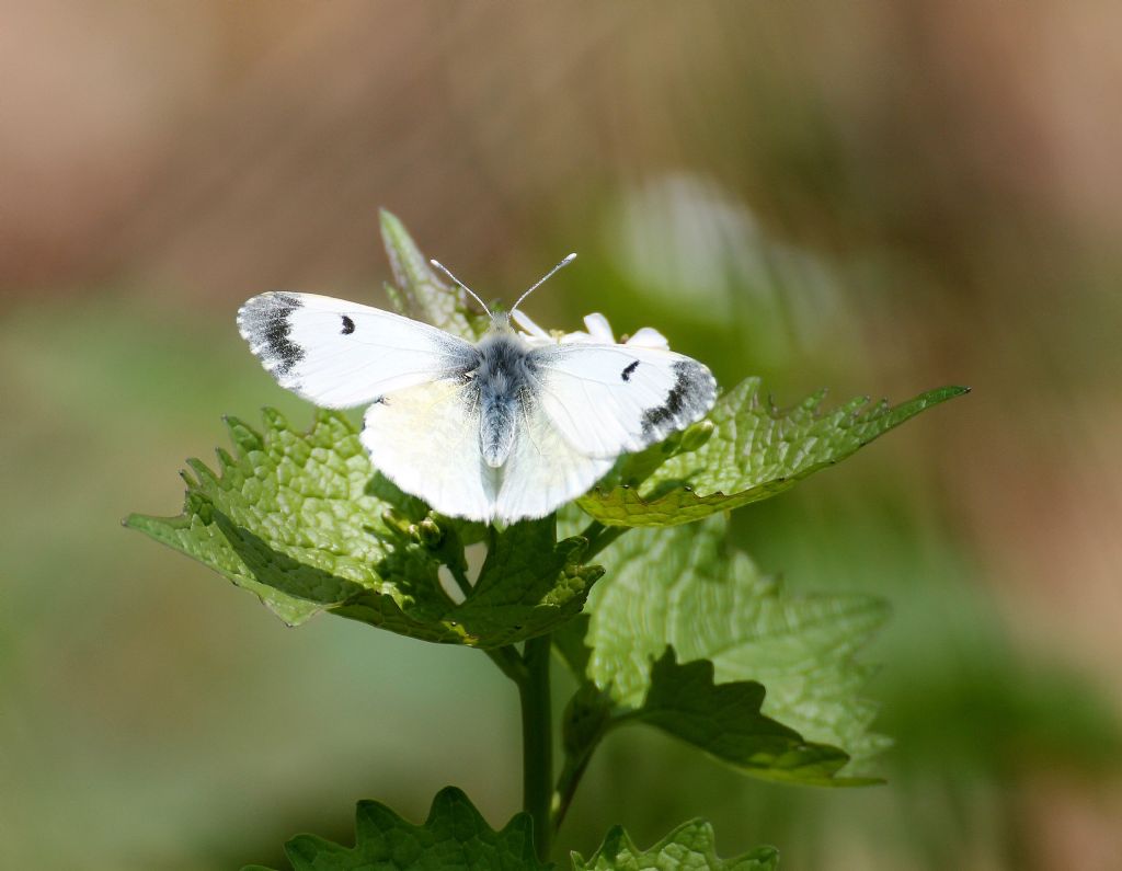 Anthocharis cardamines femmina? S